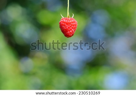 Similar – Foto Bild Himbeeren ernten Frucht