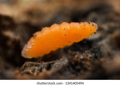 Raspberry Gall Midge Larvae