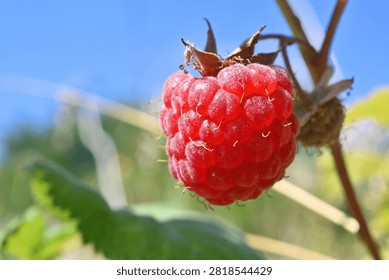 A raspberry grew in the garden