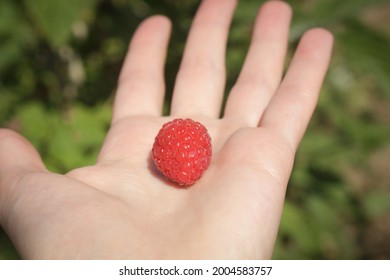 Raspberry Hand Green Background Fields Stock Photo 2004583757 ...