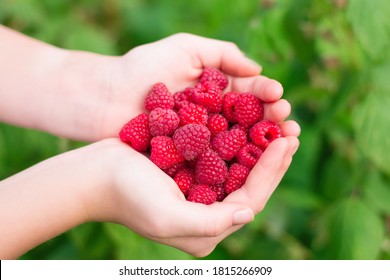 raspberry in hand, palm, two hands, garden berry on a green background