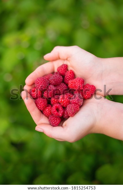 Raspberry Hand Palm Two Hands Garden Stock Photo 1815254753 | Shutterstock