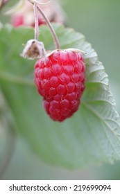  raspberry hanging on a bush