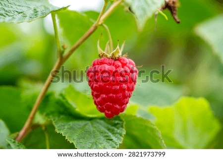 Raspberry hangs ripe on a vine. Leaves surround it with green vibrancy. Juicy red flesh glistens in soft light. Natural, fresh, and inviting. Perfect for food, health, or garden themes