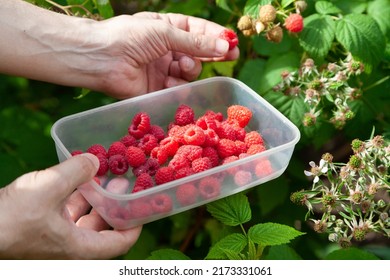 Raspberry harvest. man right hand holds a plastic container with ripe raspberries. left hand picks raspberries from the bush