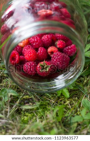 Similar – Collect forest strawberries