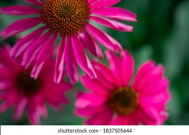 Raspberry Kismet Coneflower, Echinacea, On A Green Background.