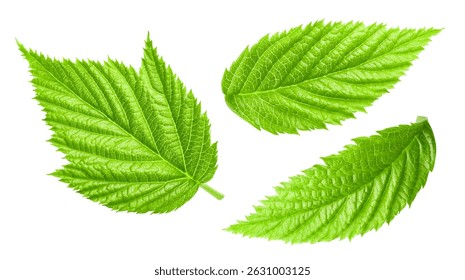Raspberry leaf collection Clipping Path. Raspberry leaf isolated on white background