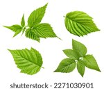 Raspberry leaf. Fresh raspberry leaf isolated on white background. Raspberry leaf clipping path