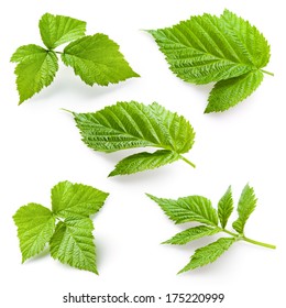 Raspberry Leaf Isolated. Collection