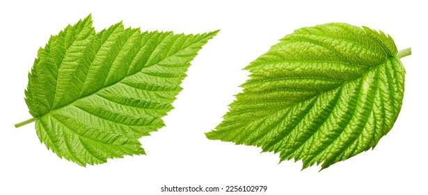 Raspberry leaf isolated on white. Raspberry leaf collection