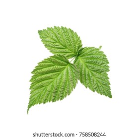 Raspberry leaf isolated on white background. - Powered by Shutterstock