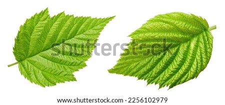 Raspberry leaf isolated on white. Raspberry leaf collection