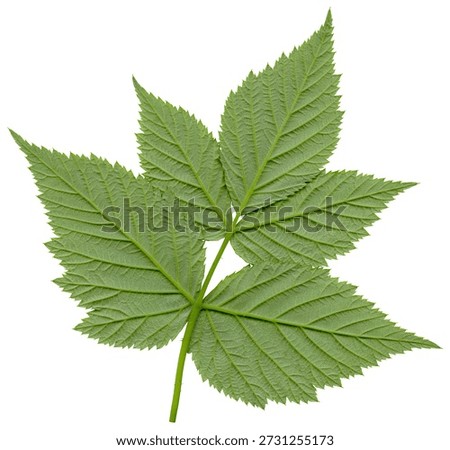 Raspberry leaf isolated on white background