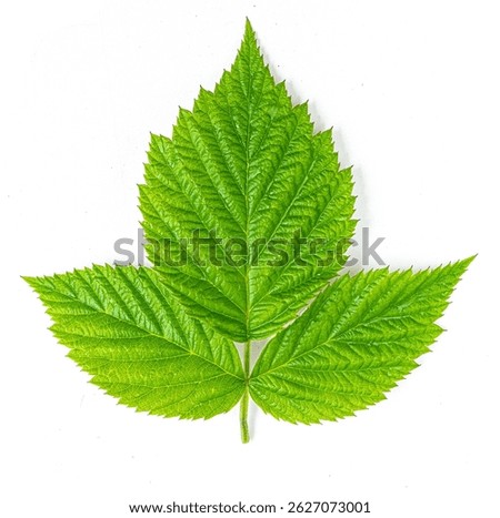 Raspberry leaf with three leaflets lying on white background, showing its vibrant green color and detailed veins