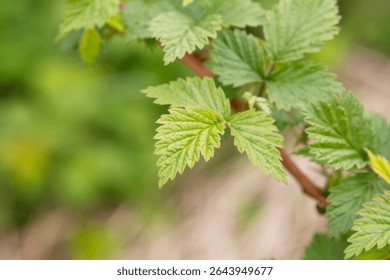Raspberry leaves in the light of the setting sun. Green leaves.