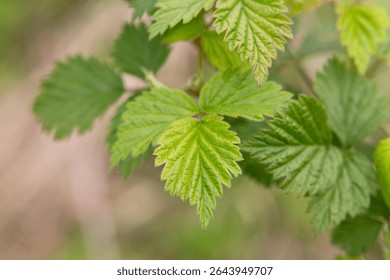 Raspberry leaves in the light of the setting sun. Green leaves.