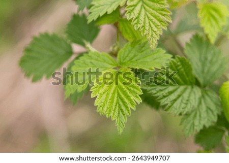 Raspberry leaves in the light of the setting sun. Green leaves.