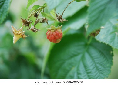 Raspberry on a branch. A small red berry hangs on a green branch on a raspberry bush. Nearby are already picked and dried berries. The fruit has a round shape consisting of several balls. 