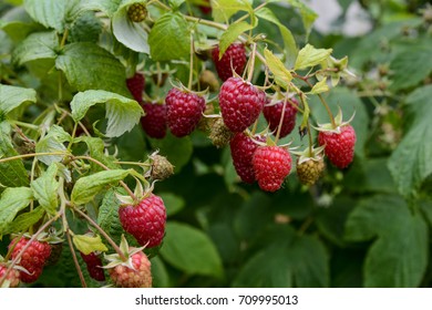 raspberry on a bush.