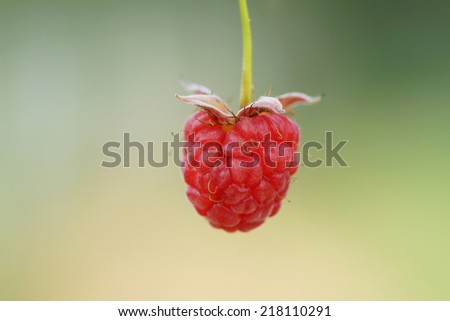 Similar – Image, Stock Photo cranberry wild strawberry