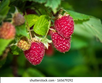 Raspberry On A Tree