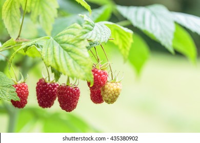 Raspberry Plant