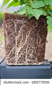 Raspberry Plant Root System