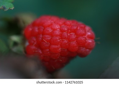 raspberry red close-up