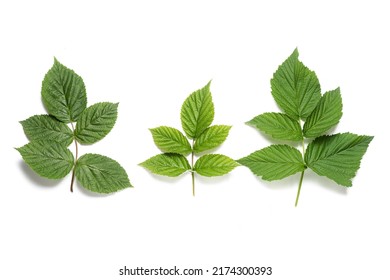 Raspberry Tree Green Leaves Isolated On The White Background. Top View.