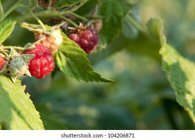 raspberrycane