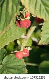 raspberrycane