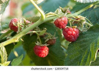 raspberrycane