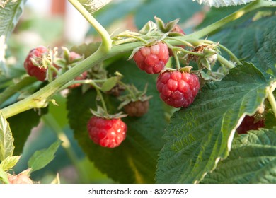 raspberrycane