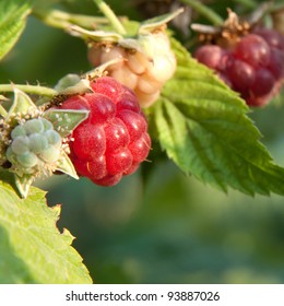raspberrycane