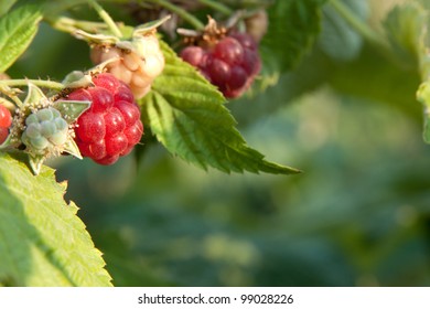 raspberrycane