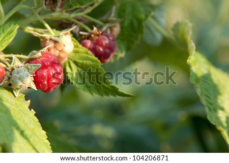 raspberrycane