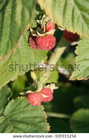 raspberrycane