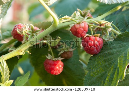 raspberrycane