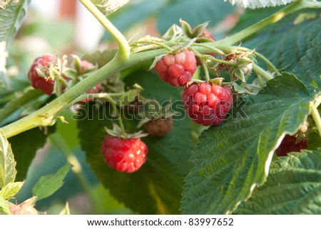 raspberrycane
