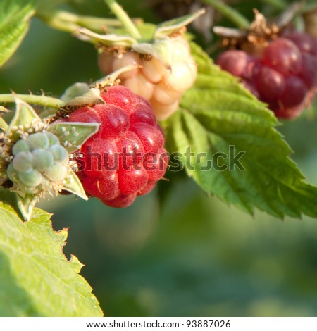 raspberrycane