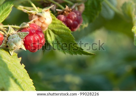 raspberrycane