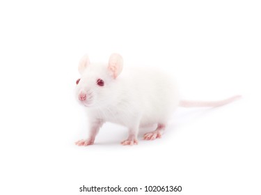 rat