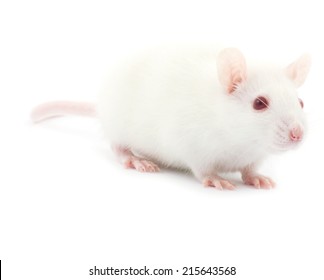 rat 