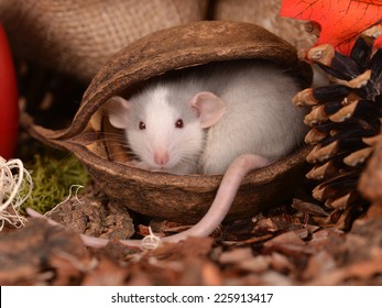 Souris Bebe Stock Photos Images Photography Shutterstock