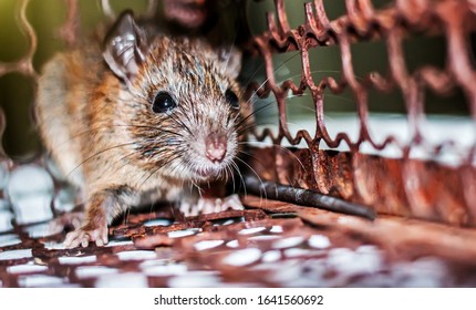 Rat Cage Attitude Shocked Stock Photo 1641560674 | Shutterstock