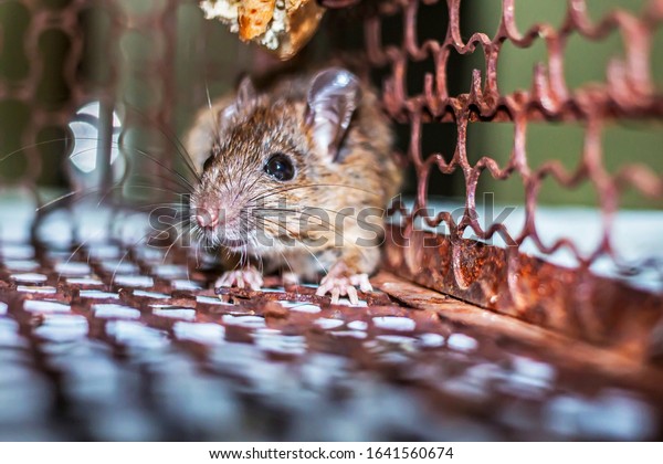 Rat Cage Attitude Shocked Stock Photo 1641560674 | Shutterstock