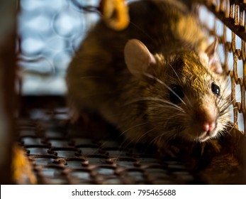 The rat was in a cage catching a rat. the rat has contagion the disease to humans such as Leptospirosis, Plague. Homes and dwellings should not have mice. The eyes of rat show fear.