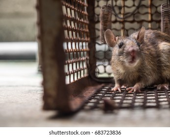 2,568 Rats plague Images, Stock Photos & Vectors | Shutterstock