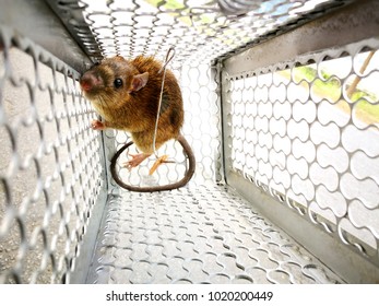 Rat in the cage trap.